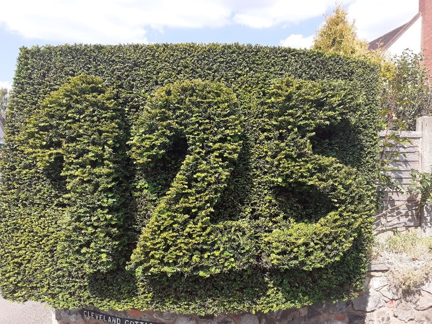 Hedge Trimming