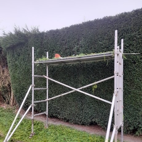 Hedge Trimming Services